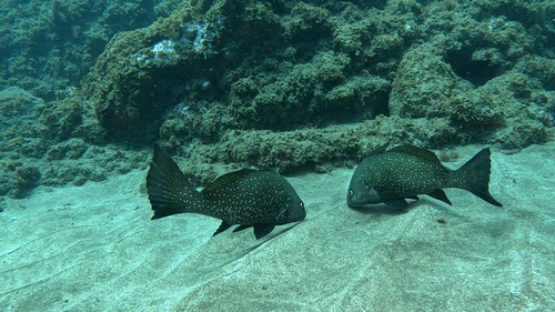 Fusca drum (Umbrina ronchus) — Sciaenidae — 3