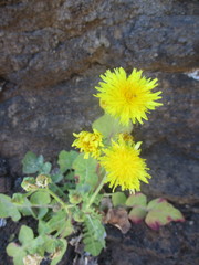 Reichardia ligulata