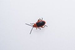 Disonycha discoidea