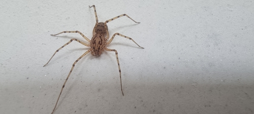 Common Spitting Spider, 6708 DE Wageningen, Netherlands, photo 6 of 10