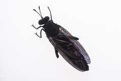 Mydidae