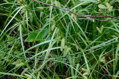 Carex comosa