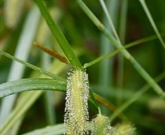 Carex comosa