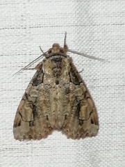 Stibaera