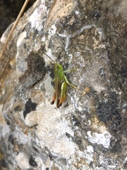 Chorthippus apicalis