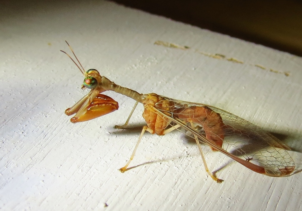 Four-spotted Mantidfly