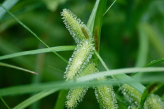 Carex comosa