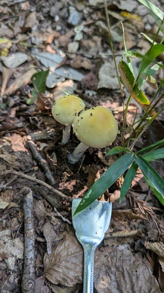 Amanita orientigemmata · September 2024 · photo: © atsushi_nakajima_cirque (iNaturalist, cc-by)