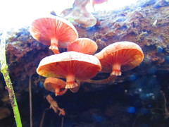 Armillaria mexicana