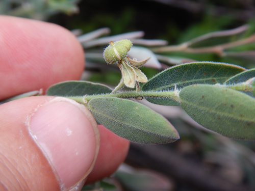 Phyllanthus carpentariae observed 2024-08-25