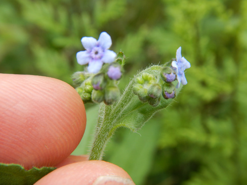Cynoglossum australe (Cynoglossum australe)