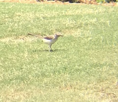 Mimus polyglottos image