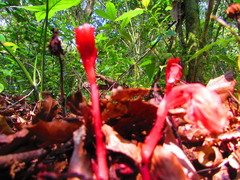 Monotropa coccinea