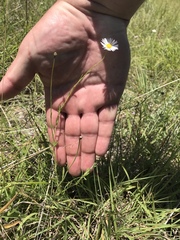 Erigeron tenuis