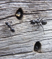 Camponotus laevissimus