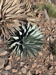 Agave parryi