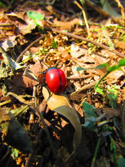 Labidomera suturella