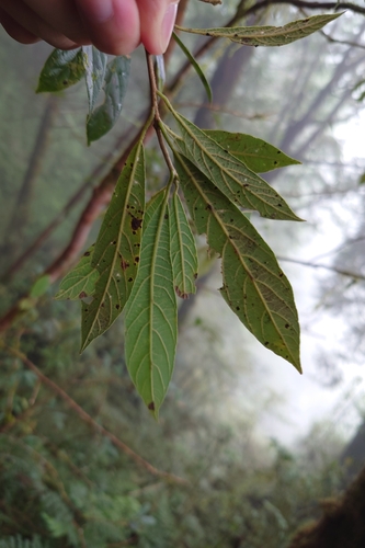 Actinodaphne mushaensis, photograph 6