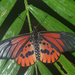 Large Bright Amber - Photo (c) Maël Dewynter, some rights reserved (CC BY-NC), uploaded by Maël Dewynter