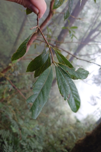 Actinodaphne mushaensis, photograph 5