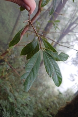 Actinodaphne mushaensis, photograph (c) 如此甚好, some rights reserved (CC BY)