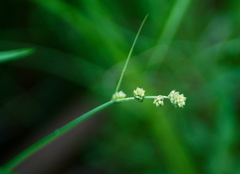 Carex canescens
