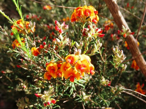 Dillwynia cinerascens, photograph 3