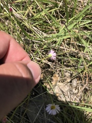 Erigeron tenuis