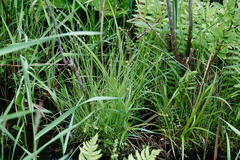 Carex canescens