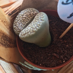 Lithops
