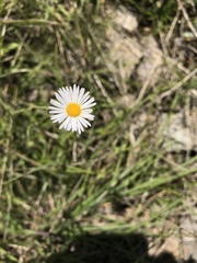 Erigeron tenuis