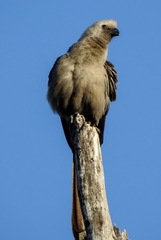 Corythaixoides concolor