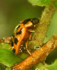 Chrysomela mainensis