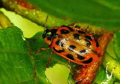 Chrysomela mainensis