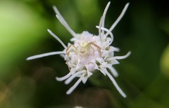 Thomisidae