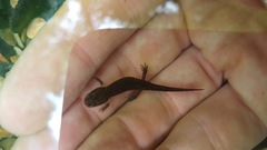 Desmognathus brimleyorum