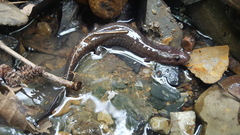 Desmognathus brimleyorum