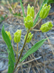 Asclepias pedicellata