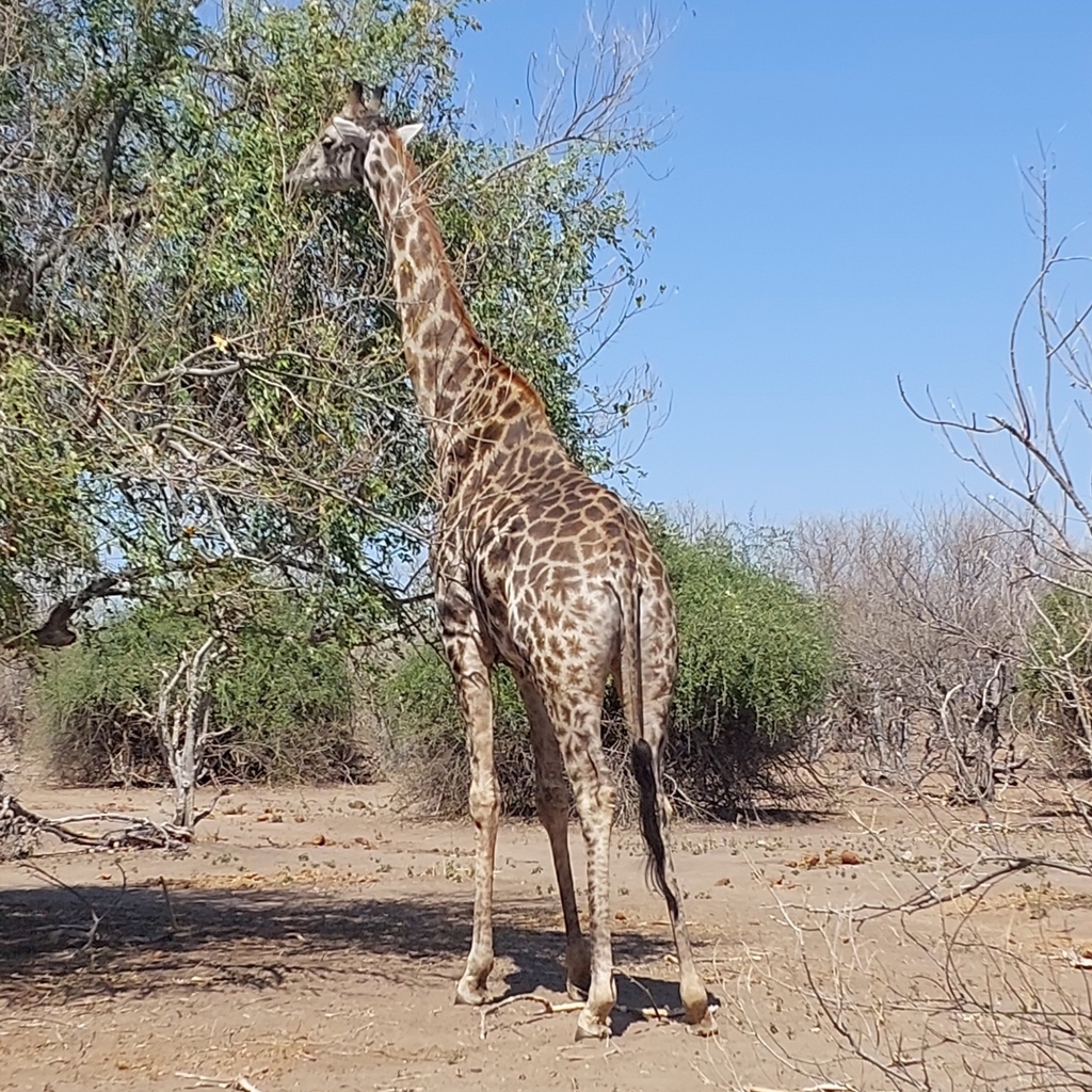 Giraffa giraffa giraffa, 54MQ+7CC Chobe Morning River Safari, Kasane, Botswana, by aly