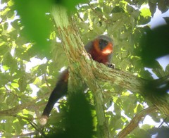 Plecturocebus moloch