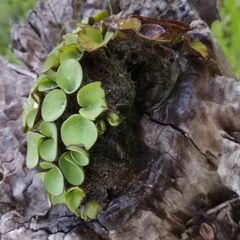 Salvinia cucullata