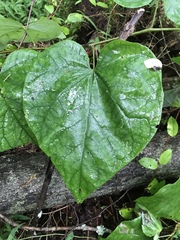 Aristolochia tomentosa