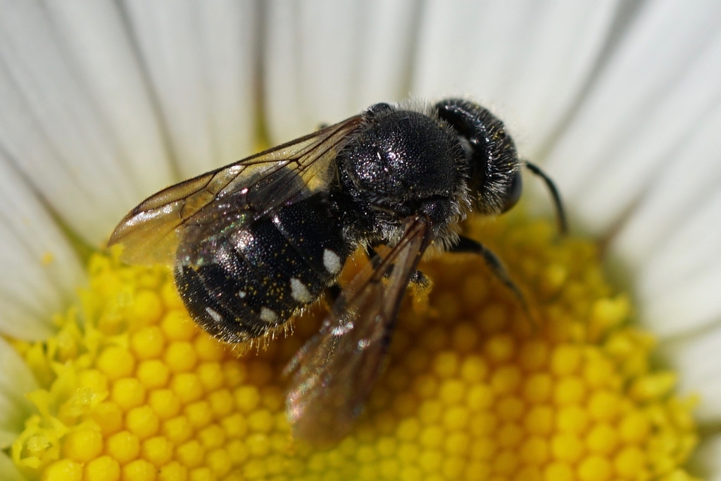 Spot-sided Dark Bee