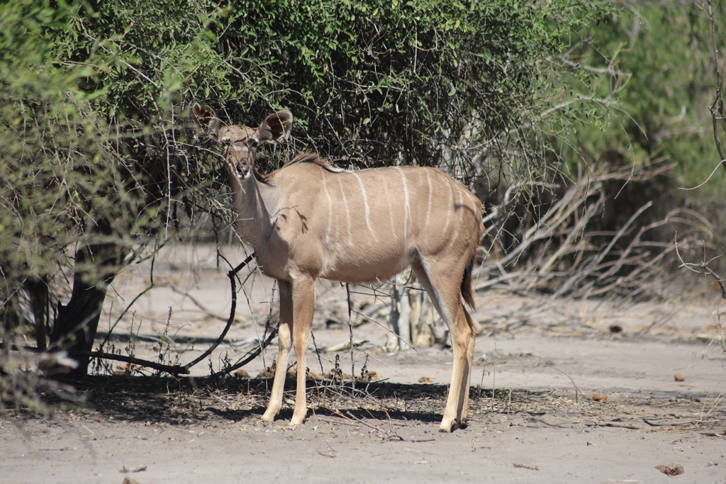 Tragelaphus strepsiceros strepsiceros, Chobe, BW-CH, BW-CH-CH, BW, by aly