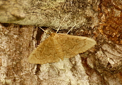 Ostrinia nubilalis