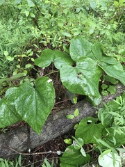 Aristolochia tomentosa