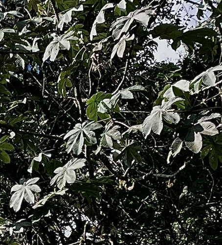 Cecropia telealba (Cecropia telealba)