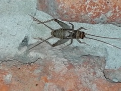 Gryllodes