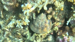 タカセガイ
