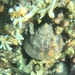 タカセガイ